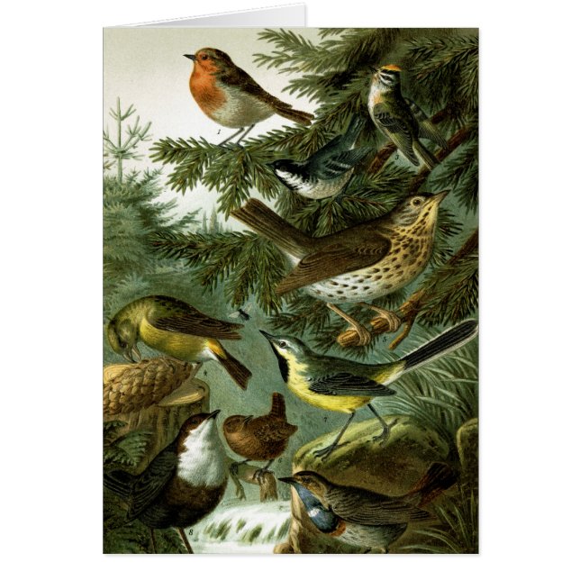 Groupe 3 d'oiseau (Devant)