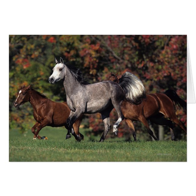 Groupe de Chevaux arabes en course (Devant horizontal)