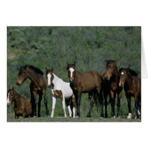 Groupe de chevaux sauvages de mustang