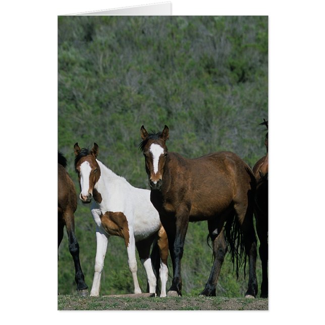 Groupe de Chevaux sauvages Mustang (Devant)