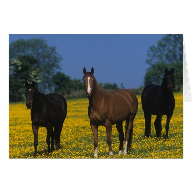 Groupe de chevaux Thoroughbred (Devant horizontal)