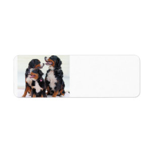 groupe de chien de montagne bernese