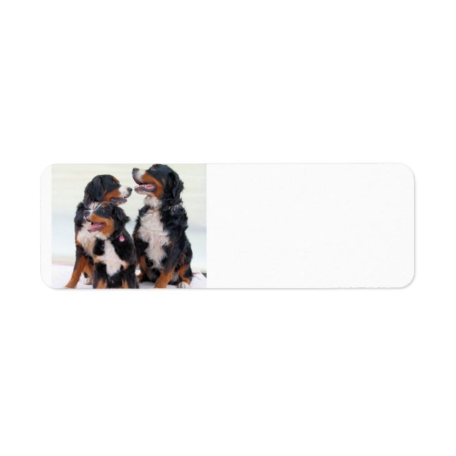 groupe de chiens de montagne bernais (Devant)