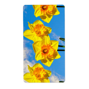 Groupe de Daffodils Médaille d'or Fleurs