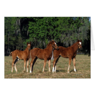Groupe de poulains de pur sang