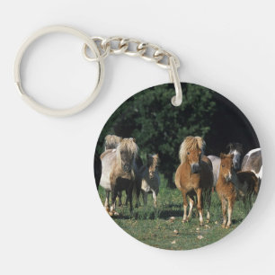 Groupe de poulains miniatures