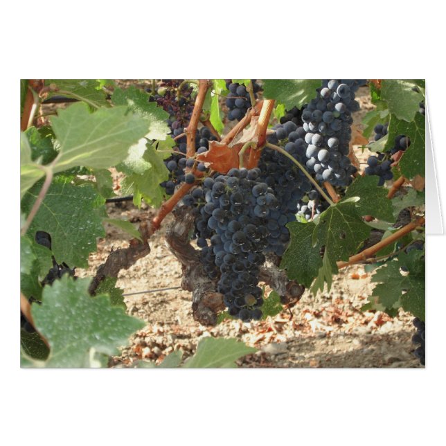 Groupe de raisins (Devant Horizontal)