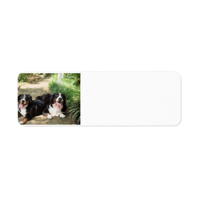 groupe de rouille de chien de montagne bernese (Devant)