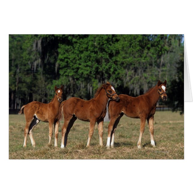 Groupe des poulains de Thoroughbred (Devant horizontal)