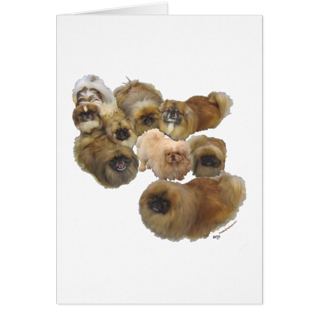 Groupe Pekingese (Devant)