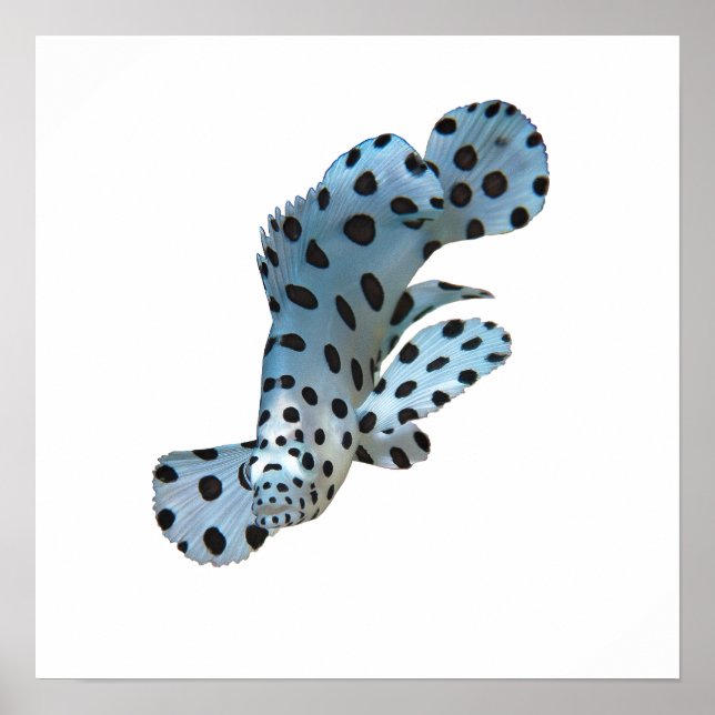 Grouper - Abstract Design - Cut out of a photo |  Poster (Front)
