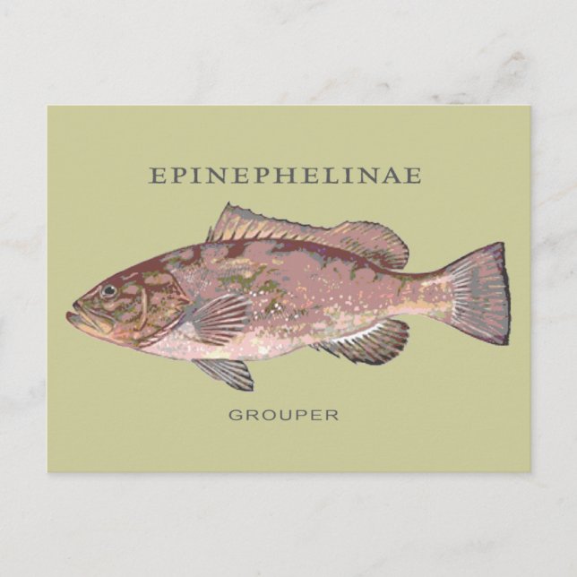 Grouper Fish Vintage Illustration Postcard (Front)