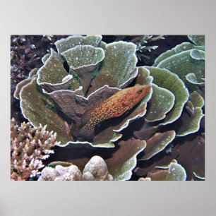 Grouper in the Lettuce Poster