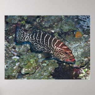 Grouper on Cleaning Station Poster