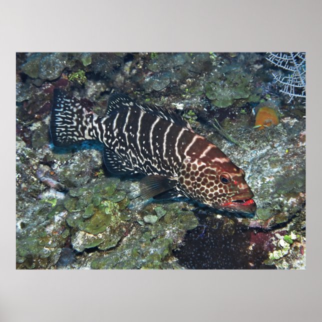 Grouper on Cleaning Station Poster (Front)