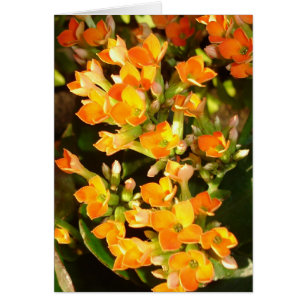 Groupes orange