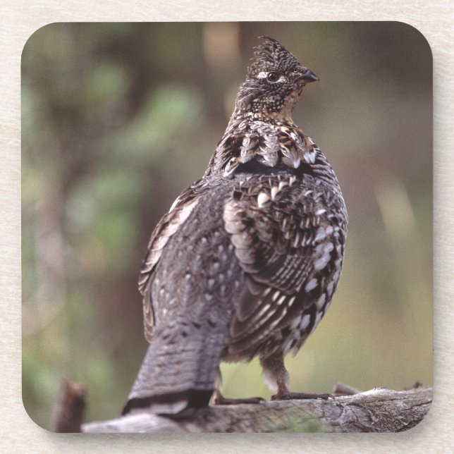 grouse coaster (Front)