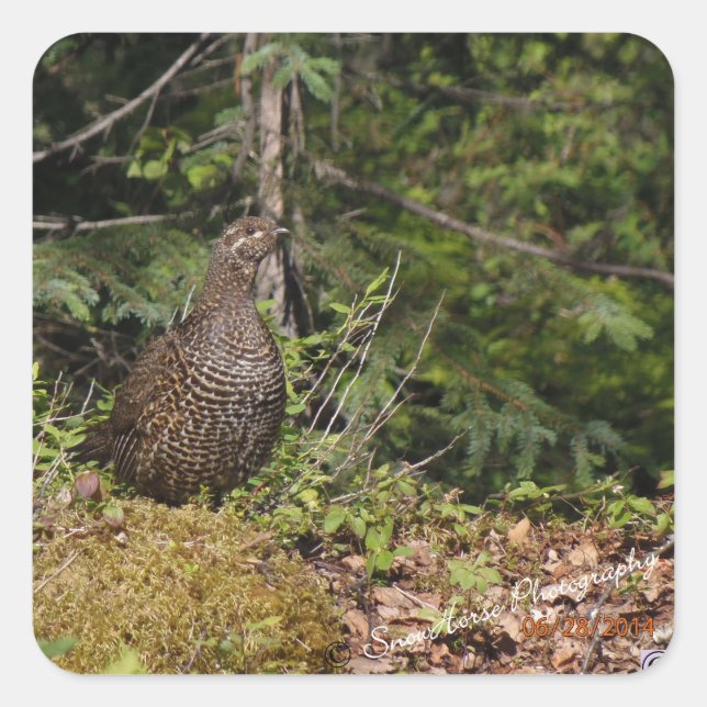 Grouse Hen Square Sticker (Front)
