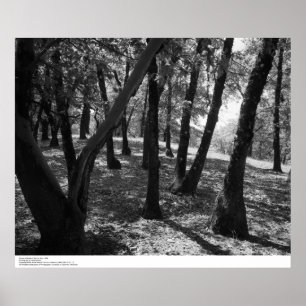 Grove at Hopland Station, 1966 Poster