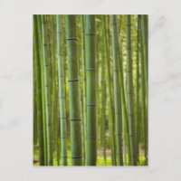 Grove of bamboo trees in forest, Arashiyama