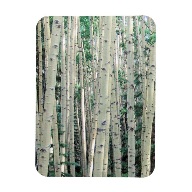 Grove of Colorado Aspen Trees - Magnet (Vertical)