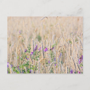 Growing Grain Postcard