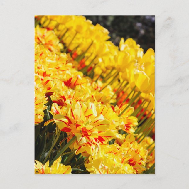 Growing in Gold  Postcard (Front)