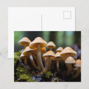 Growing mushrooms in forest postcard