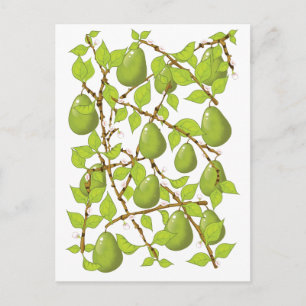 Growing Pears Postcard