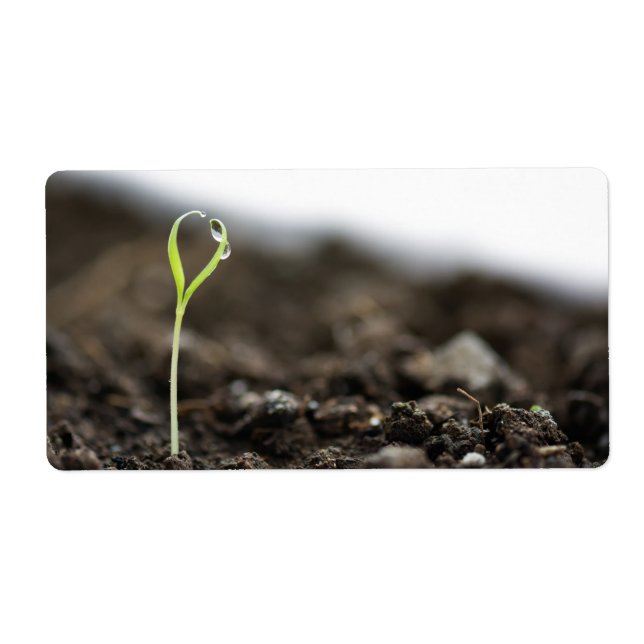 Growing sprout (Front)