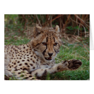 Growling Cheetah