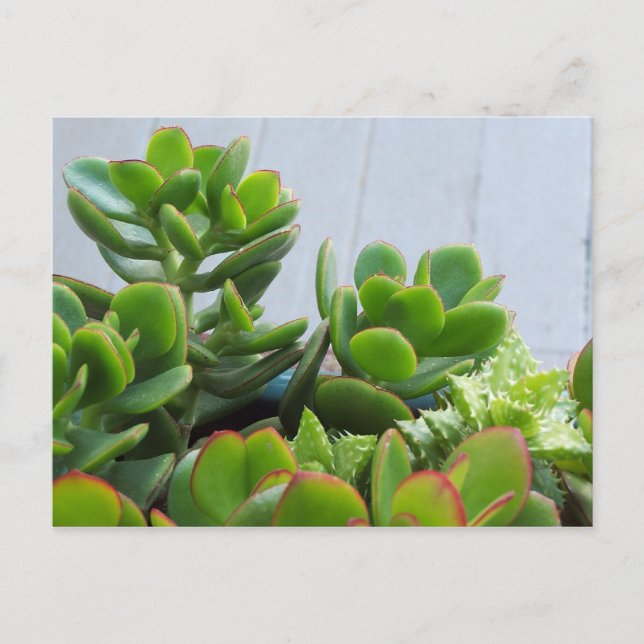 Grown in an Oxnard Ceramic Pot...California Living Postcard (Front)