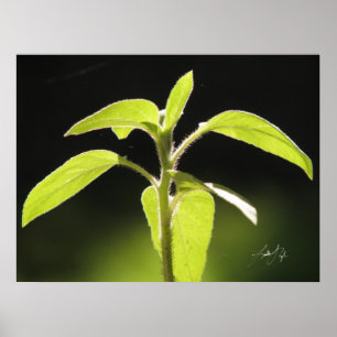 Growth Poster
