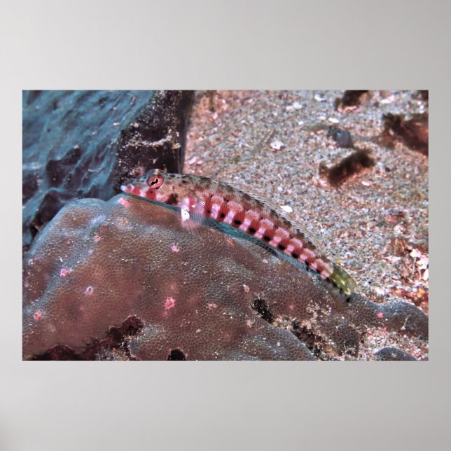 Grubfish Poster (Front)