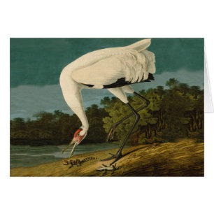 Grue blanche Audubon Peinture d'oiseaux