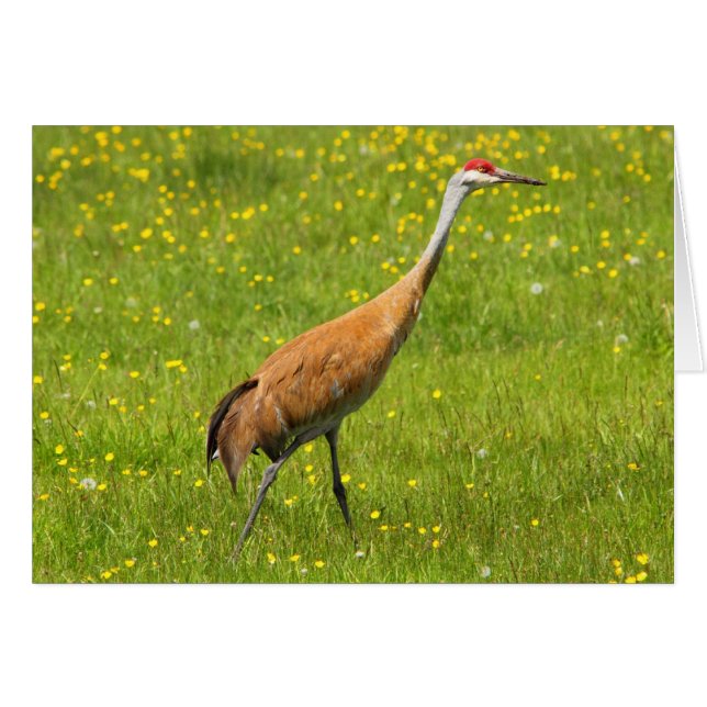 Grue de Sandhill (Devant horizontal)