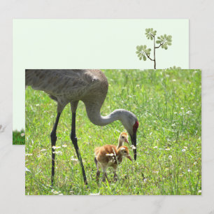 Grue de Sandhill et Colt (poussin) Carte à plat