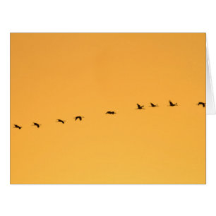 Grues au lever du soleil