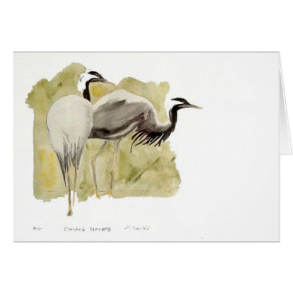 Grues de Demoiselle