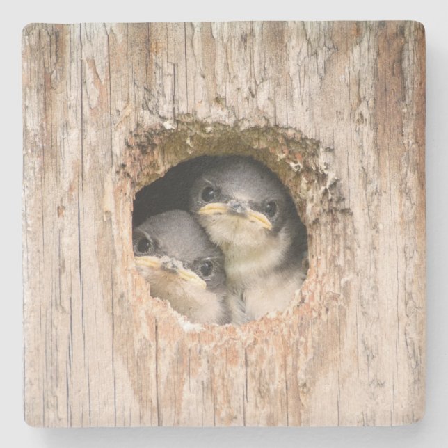 Grumpy Birds Stone Coaster (Front)