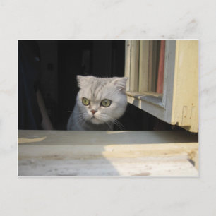Grumpy Cat 2.0 Postcard
