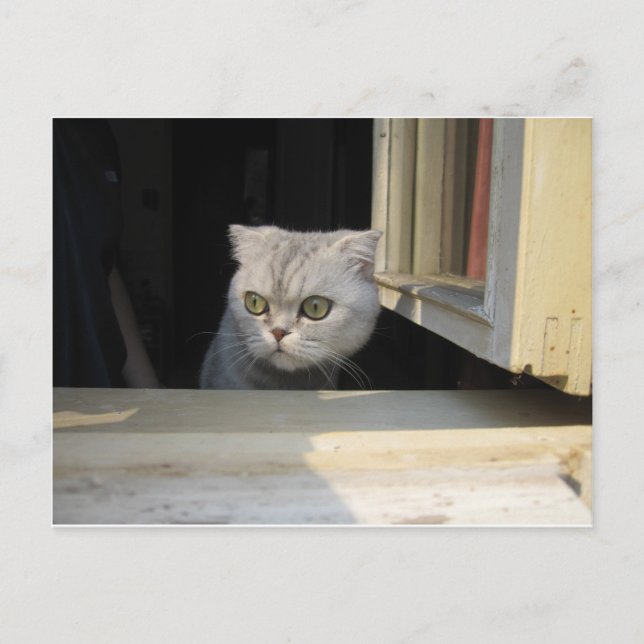 Grumpy Cat 2.0 Postcard (Front)
