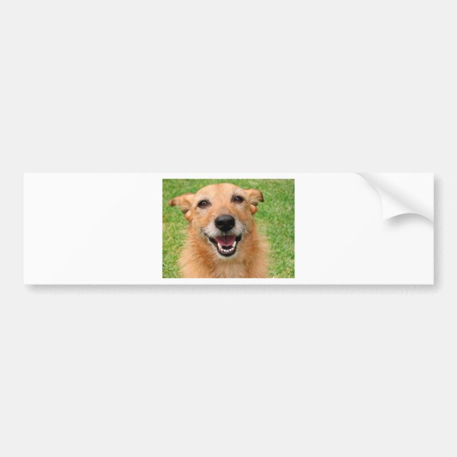 Grumpy Cat demise/ Happy Dog Products Bumper Sticker (Front)