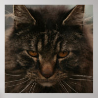 Grumpy Cat