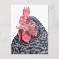 Grumpy Chicken Funny Frowning Hen Photo