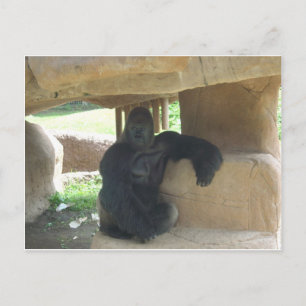 Grumpy Gorilla Postcard