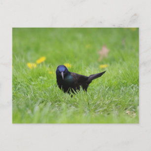 Grumpy Grackle Postcard