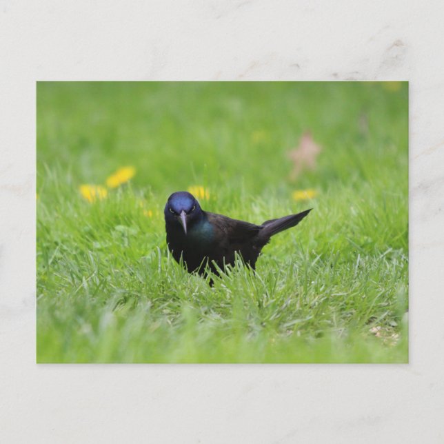 Grumpy Grackle Postcard (Front)