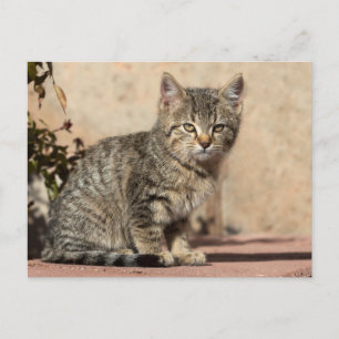 Grumpy Kitten Postcard