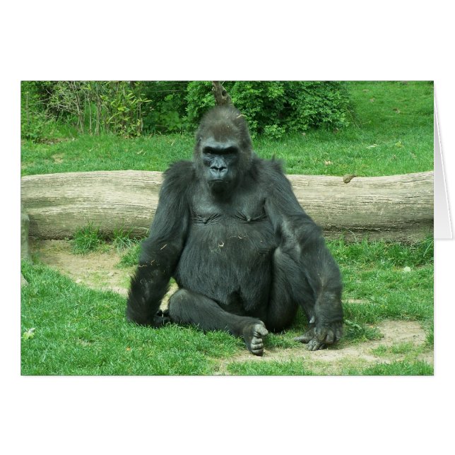 Grumpy Lowland Gorilla (Front Horizontal)